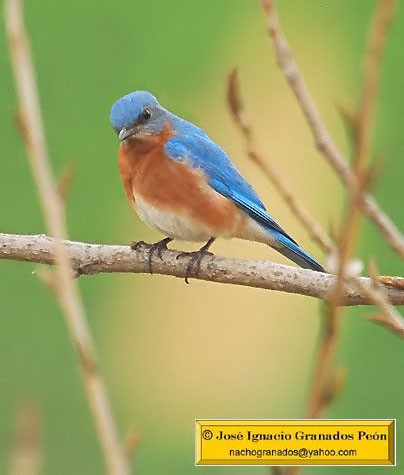 Photo (24): Eastern Bluebird