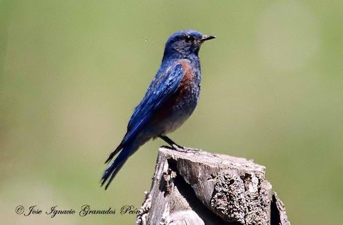 Photo (16): Western Bluebird