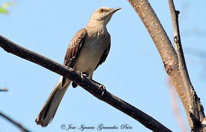 Photo (11): Northern Mockingbird