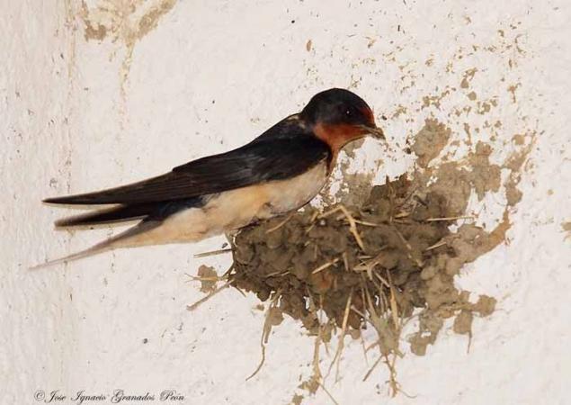 Photo (17): Barn Swallow