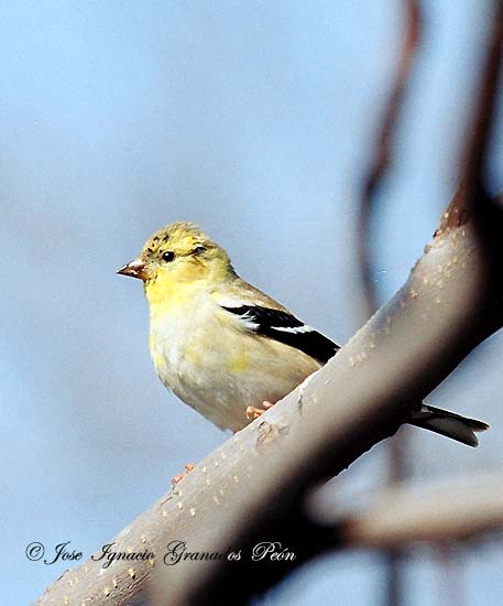 Photo (8): American Goldfinch