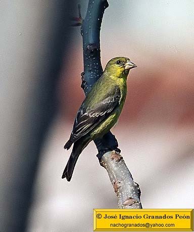 Photo (10): American Goldfinch