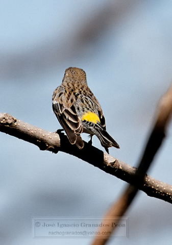 Photo (17): Yellow-rumped Warbler