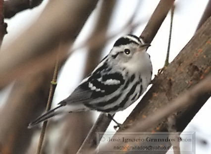 Photo (10): Black-and-white Warbler