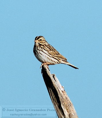 Photo (20): Savannah Sparrow