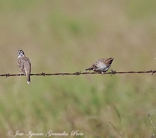 Photo (16): Lark Sparrow
