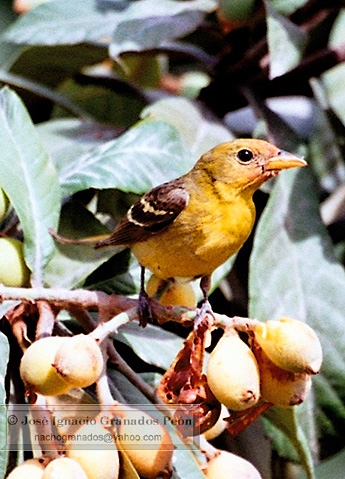 Photo (14): Western Tanager