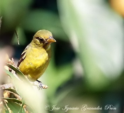 Photo (15): Western Tanager