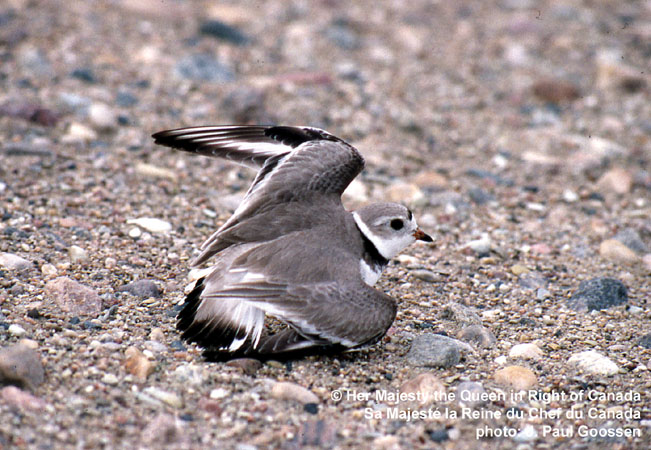 Photo (7): Piping Plover