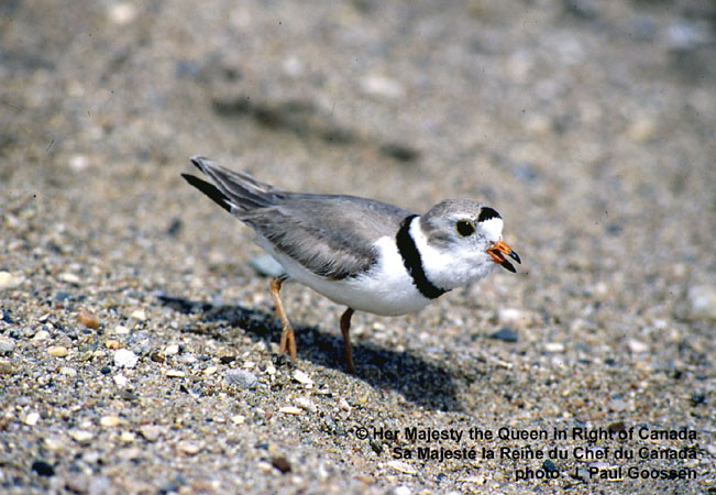 Photo (6): Piping Plover