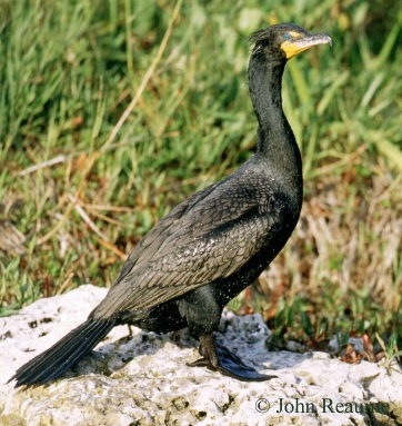 Photo (2): Double-crested Cormorant