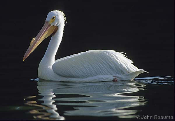 Photo (5): American White Pelican