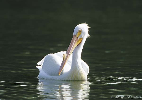 Photo (7): American White Pelican