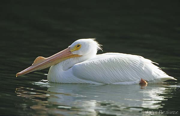 Photo (8): American White Pelican