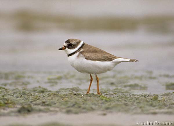 Photo (4): Semipalmated Plover