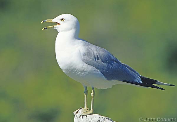 Photo (7): Ring-billed Gull