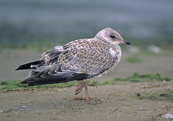 Photo (25): Ring-billed Gull