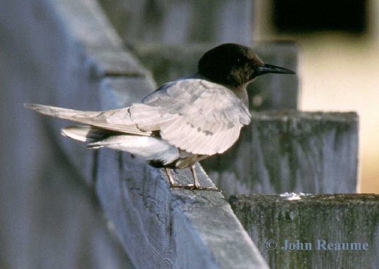 Photo (3): Black Tern