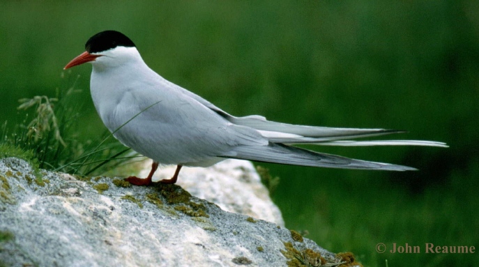 Photo (1): Arctic Tern