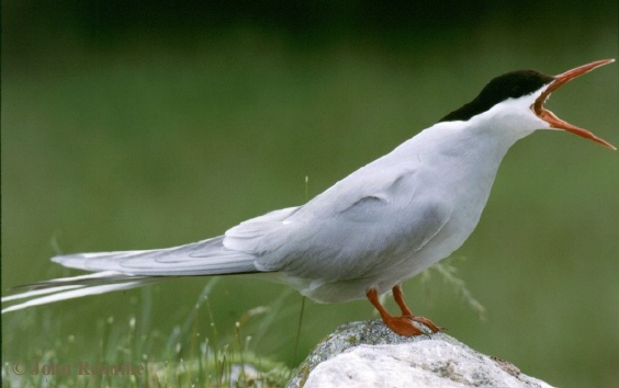 Photo (2): Arctic Tern