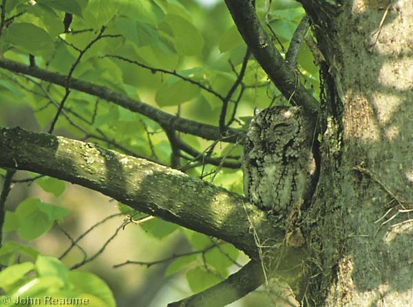 Photo (4): Eastern Screech-Owl