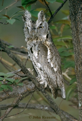 Photo (6): Eastern Screech-Owl