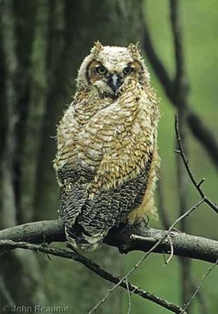 Photo (19): Great Horned Owl