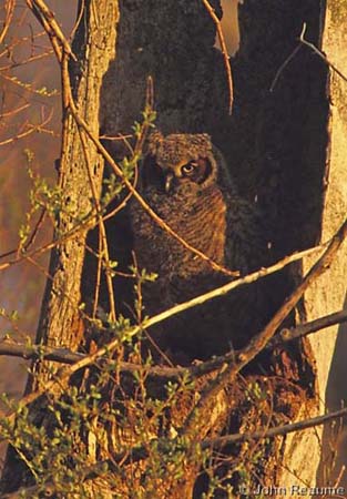 Photo (20): Great Horned Owl
