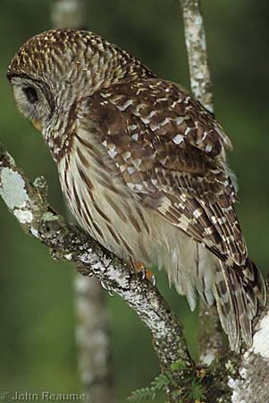 Photo (6): Barred Owl