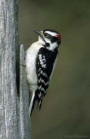 Photo (3): Downy Woodpecker