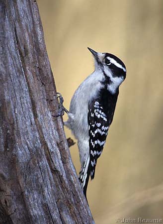 Photo (2): Downy Woodpecker