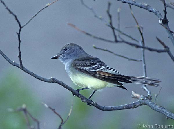 Photo (19): Great Crested Flycatcher