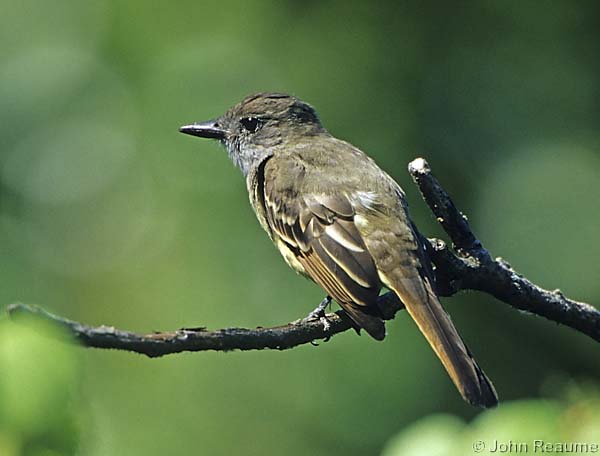 Photo (20): Great Crested Flycatcher