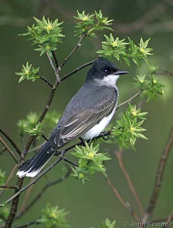 Photo (11): Eastern Kingbird