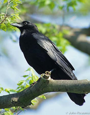Photo (1): American Crow