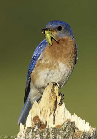 Photo (22): Eastern Bluebird