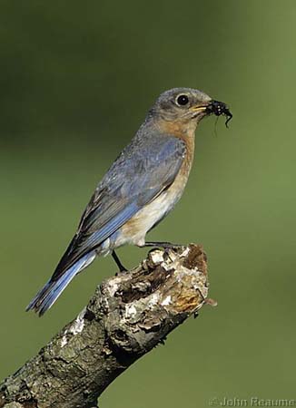 Photo (6): Eastern Bluebird