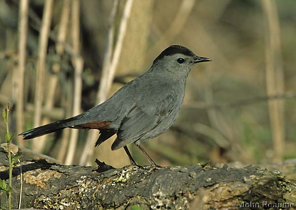 Photo (7): Gray Catbird