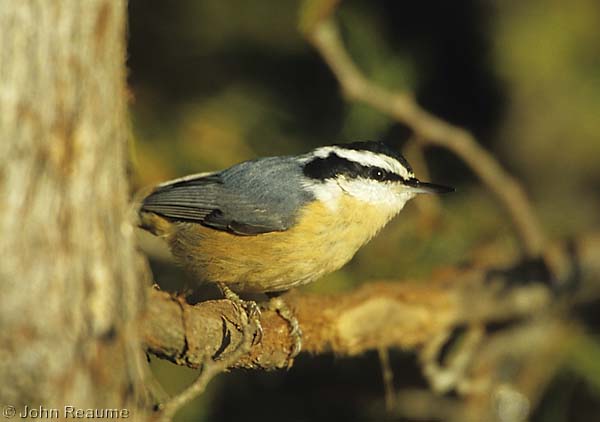 Photo (5): Red-breasted Nuthatch