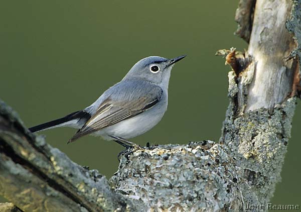 Photo (20): Blue-gray Gnatcatcher