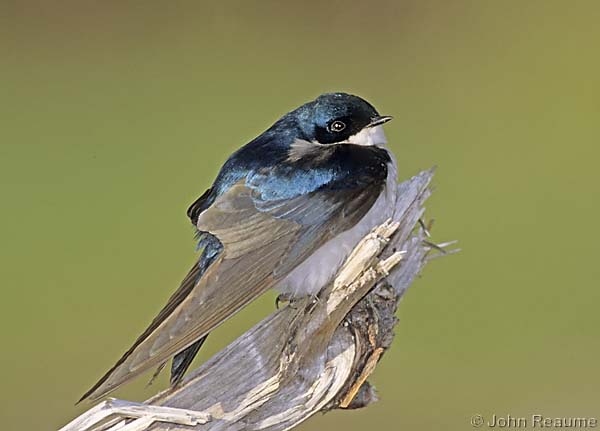 Photo (8): Tree Swallow