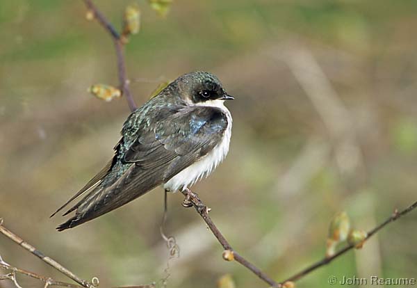 Photo (10): Tree Swallow