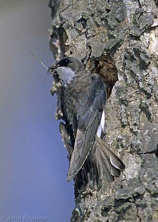 Photo (6): Tree Swallow