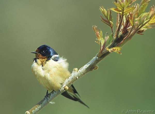 Photo (6): Barn Swallow