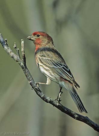 Photo (9): House Finch