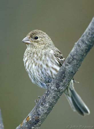 Photo (2): House Finch