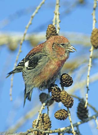 Photo (2): White-winged Crossbill