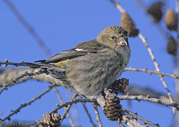 Photo (3): White-winged Crossbill