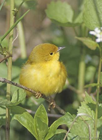 Photo (4): Yellow Warbler