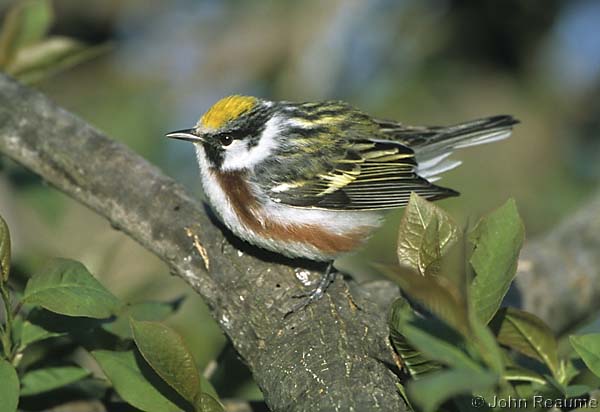 Photo (10): Chestnut-sided Warbler